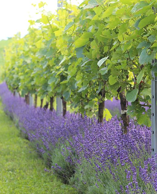 Weißburgunder im Weingarten Herget
